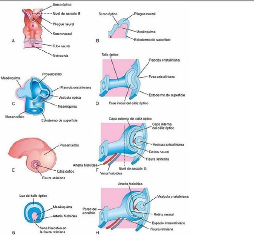 Desarrollo de los ojos y de las estructuras relacionadas