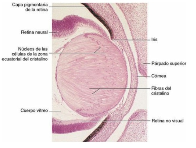 Desarrollo del cuerpo ciliar