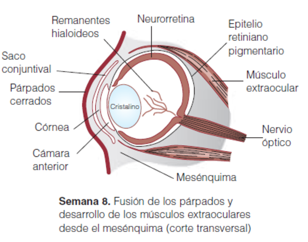 Esclerotica y musculos extraoculares. semana 7