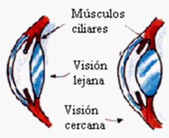 Músculo Ciliar