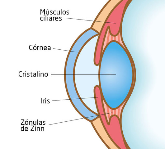 Desarrollo del cristalino
