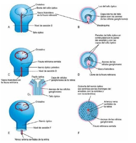 desarrollo del iris