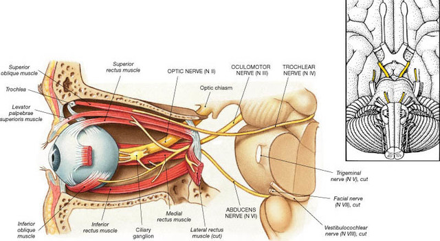 MUSCULO RECTO & NERVIO ÓPTICO