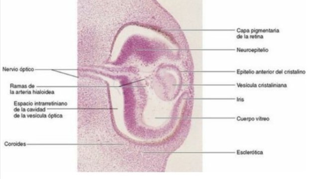 Desarrollo de retina