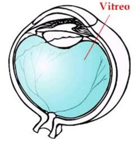 Cuerpo vitreo