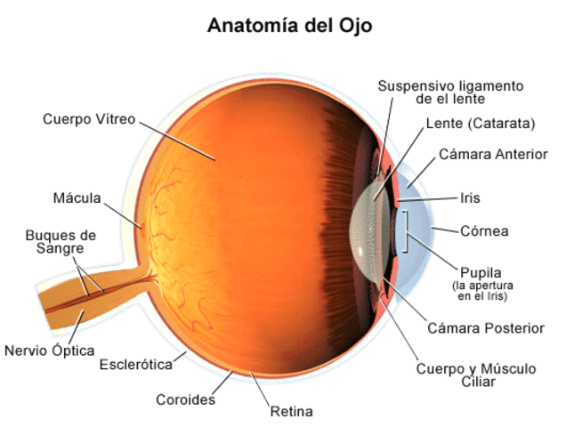 Cámara posterior