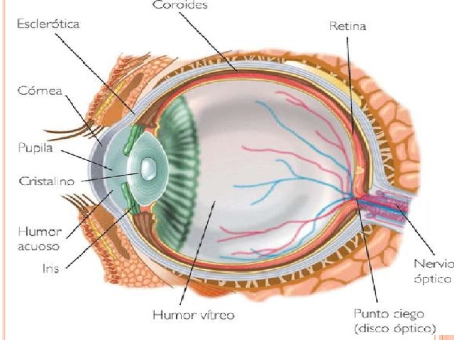 Coroides y la esclerótica