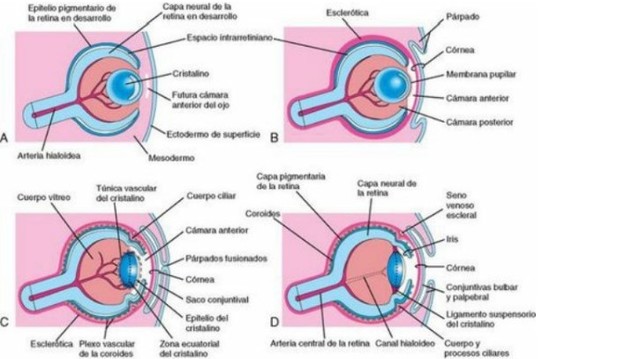 DESARROLLO DEL CUERPO CILIAR