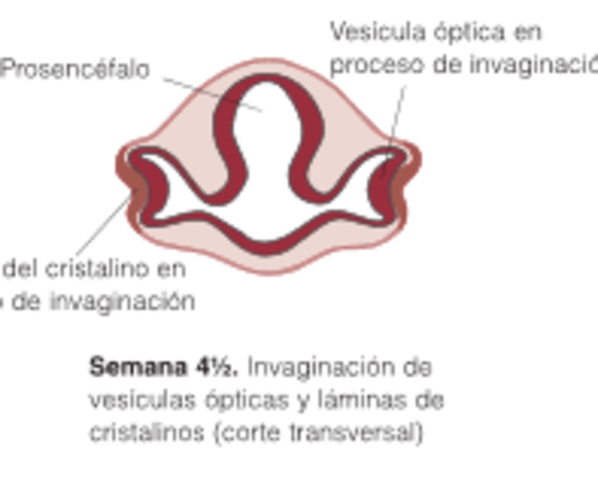 Semana 4 1/2 Invaginación de vesículas ópticas