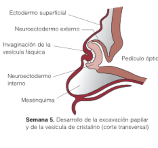 Semana 5 Desarrollo de la excavación papilar y de la vesícula del cristalino
