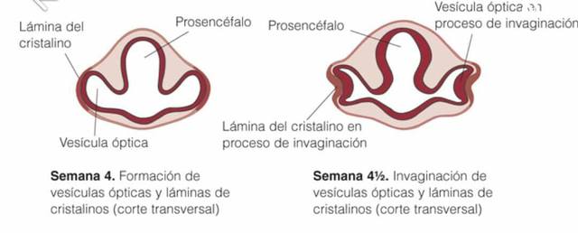 Semana 4 y 4  ½ Invaginación de vesículas ópticas y láminas de cristalinos