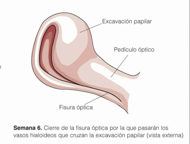 SISTEMA HIALOIDEO DE LA CAVIDAD VÍTREA