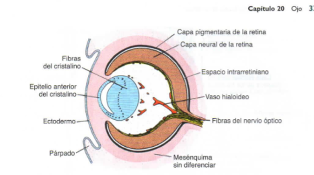 Semana 7 El Primordio ocular esta completamente incrustado en el mesenquima