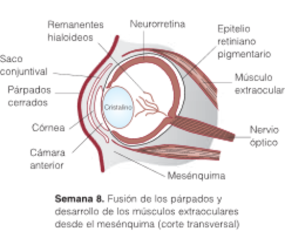 Semana 8 Formación de los parpados y desarrollo de os músculos extraoculares