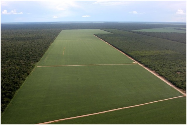 La destrucció del Amazonas