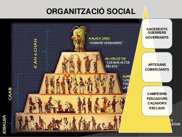 Organització social