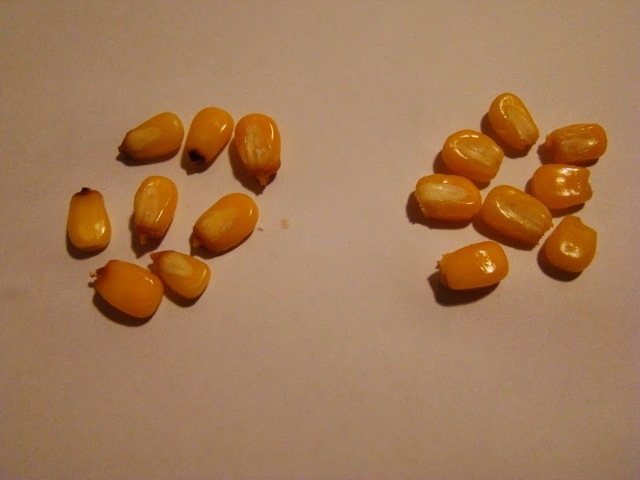 Los granos de maíz revelan el futuro de Malinalli