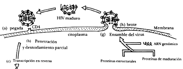 Secuenciacion del genoma del VIH.