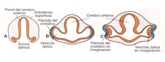 Al final de la tercera semana y comienzo de la cuarta