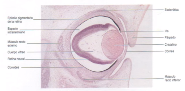 56 días de desarrollo ocular