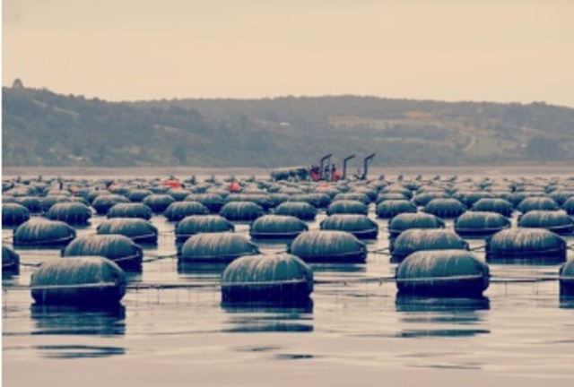 AGROEXPORTACIONES - CHILE