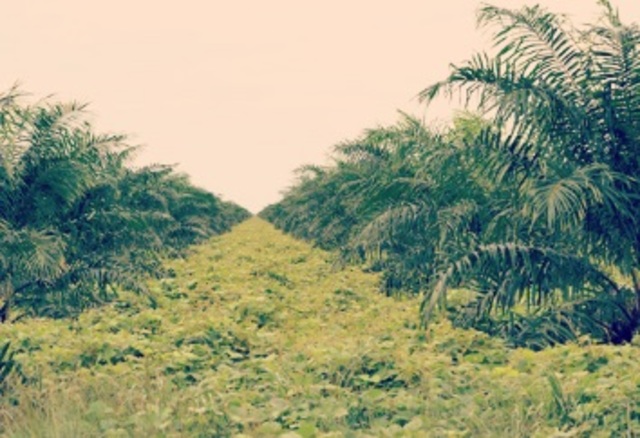 INICIO CULTIVO PALMA DE ACEITE