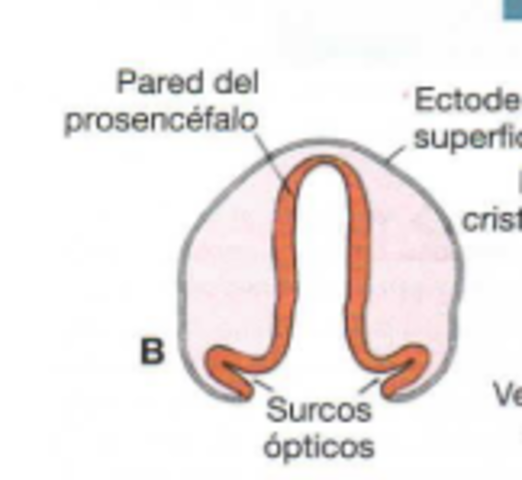 Cuarta semana: Aparecen los ojos en el embrión