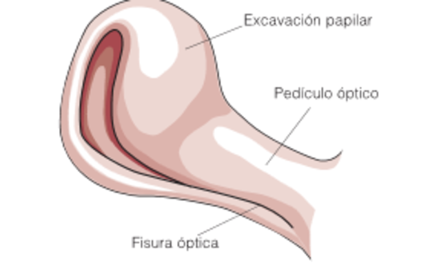 Sexta semana: Cierre de la fisura óptica