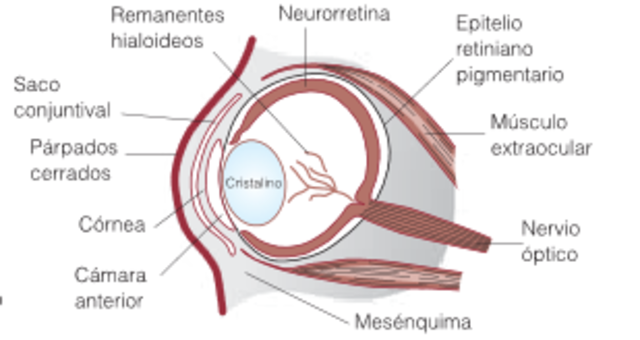 Octava semana: Fusión de los parpados y desarrollo de los músculos  extraoculares desde el mesénquima.