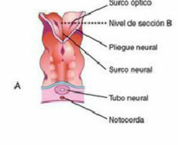 Día 22: Primera evidencia del desarrollo ocular