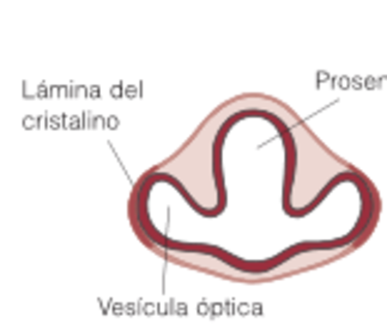 Semana 4: Formación de vesículas ópticas y laminas de cristalinos