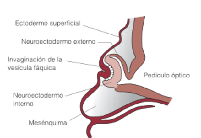 Semana 5: Desarrollo de la excavación papilar y de la vesícula del cristalino