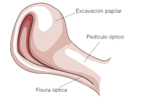 Semana 6: Cierre de la fisura óptica por la que pasaran los vasos hialoideos que cruzan la excavación papilar