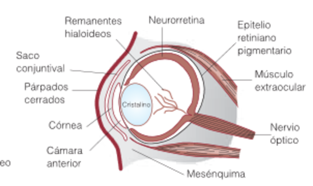 Semana 8: Fusión de los párpados y desarrollo de los músculos extraoculares desde el mesénquima