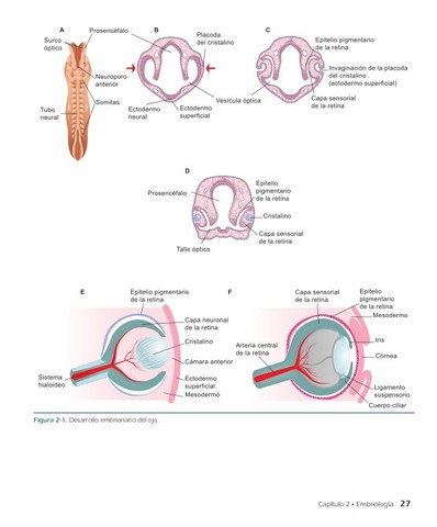 22 días: Inicia el desarrollo ocular