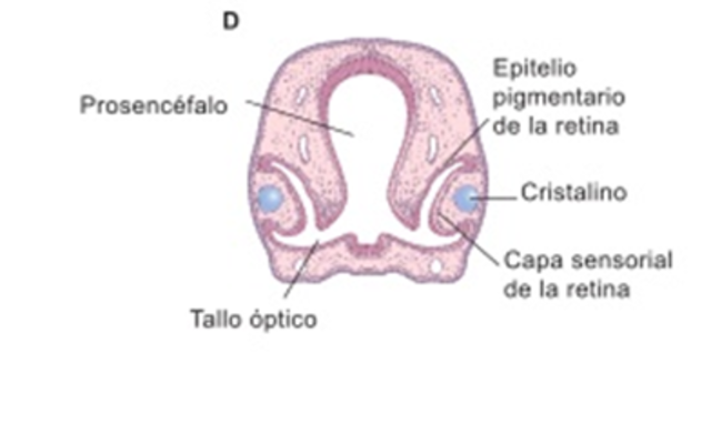 28 días: Se observa la cubierta de mesénquima y del ectodermo de superficie al igual que el desarrollo de cáliz óptico y vesícula cristalina