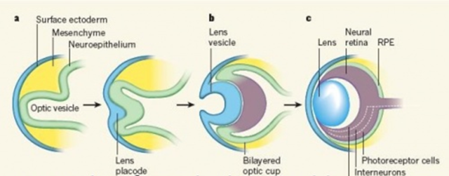 5- 20 Semanas: Se crea el desarrollo del cristalino, retina, iris y cornea