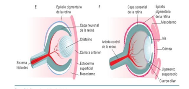 6 semanas : se desarrolla en el ángulo superolaterales  de la órbita se desarrollan las glándulas lagrimales