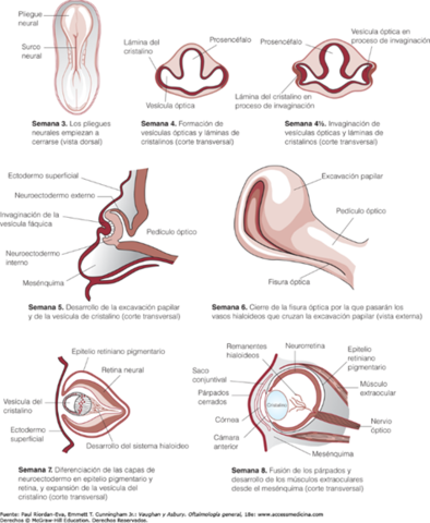 8va semana : Los parpados comienzan a adherirse entre si