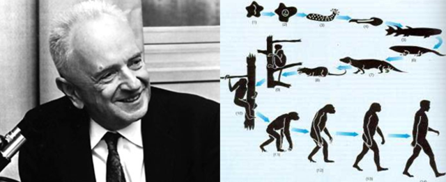 Dobzhansky y teoría Darwinista