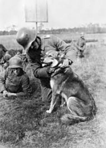 Dogs of WW1