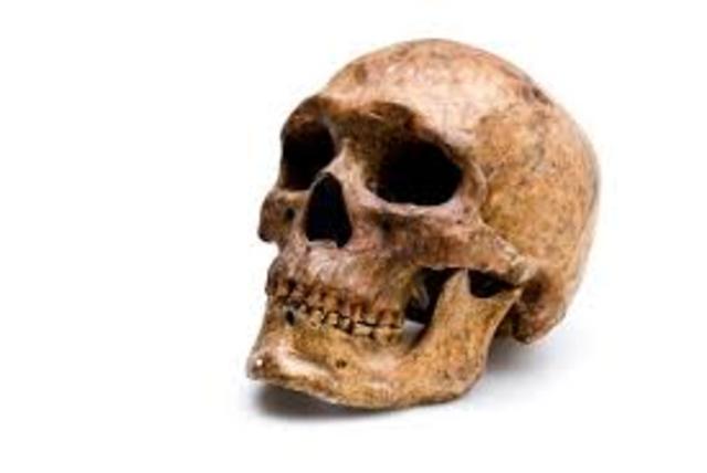 Homo sapiens sapiens