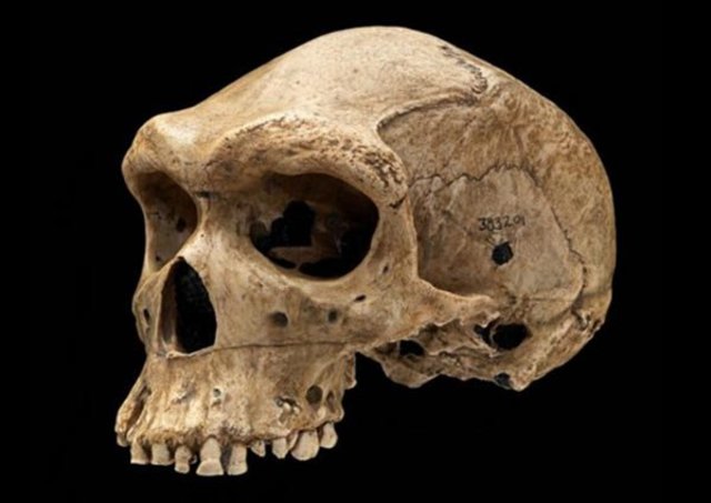 Homo habilis
