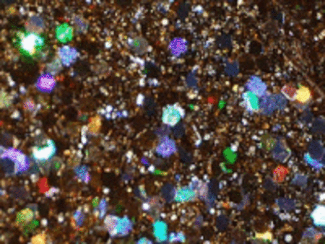 The Voyage of the HMS Beagle