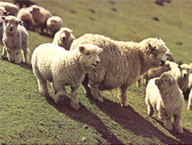 The Wool Act