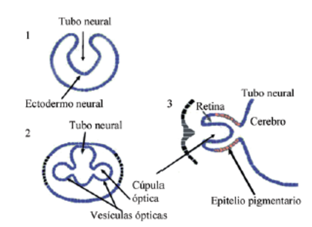 Semana 4 CUPULA ÓPTICA