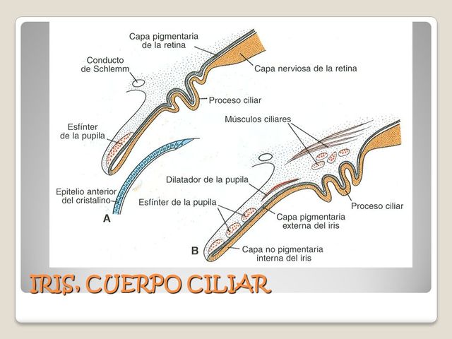 Semana 5 FORMACIÓN DE IRIS Y CUERPO CILIAR