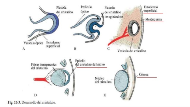 Semana 6 FORMACIÓN DE CÁMARA ANTERIOR Y POSTERIOR Y CORNEA