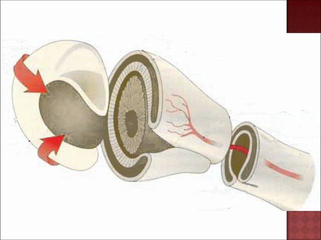 Semana 7 FORMACIÓN DE FUTURA PUPILA