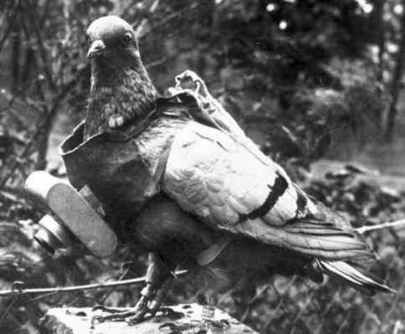 Animals In war (pigeons)